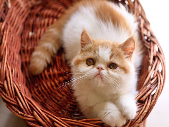 猫可以吃虾吗?我家猫咪吃了四只虾后,差点把我