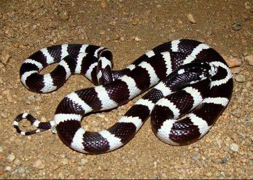 如何初步区分天朝第一毒银环蛇和相似的无毒