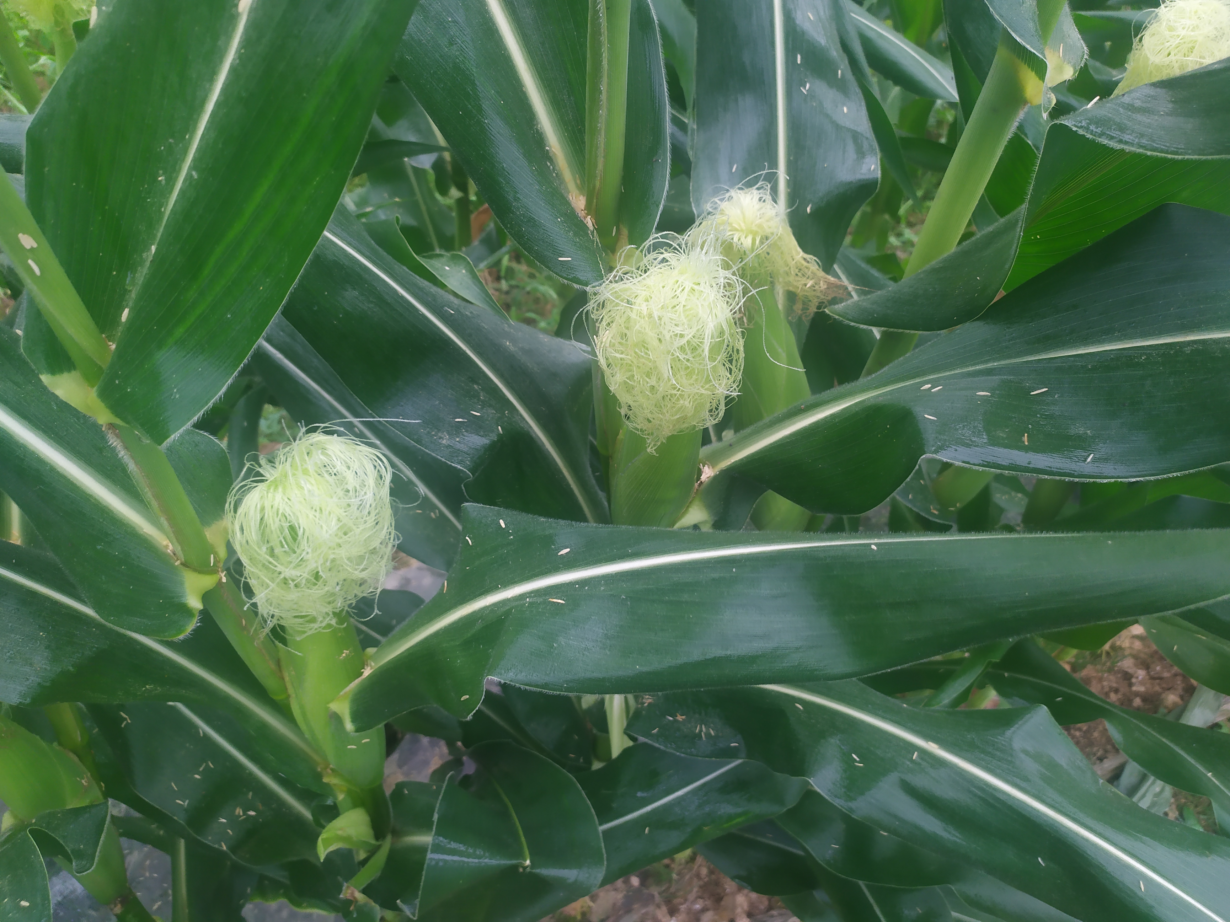 2021年的水果玉米又成熟了 今天摘了尝尝 超甜