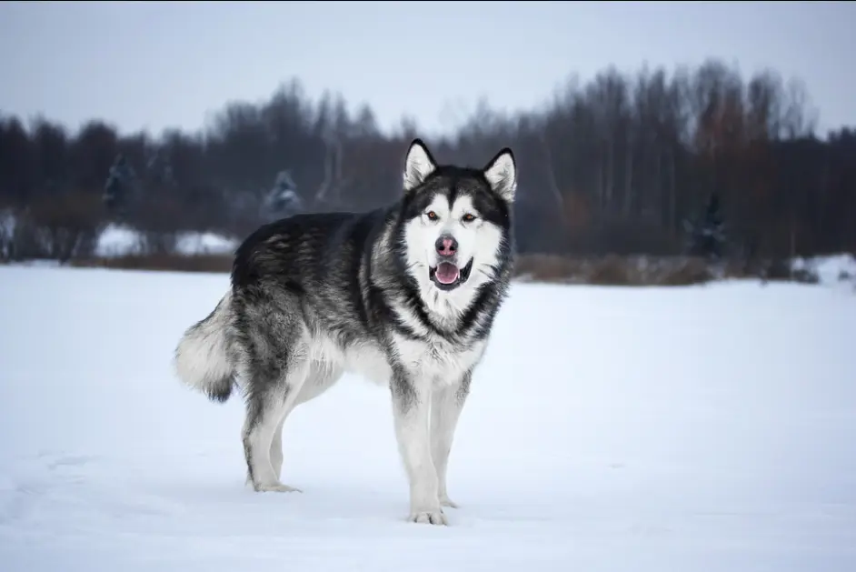 阿拉斯加犬为什么会口臭 出现时就要注意了 哔哩哔哩