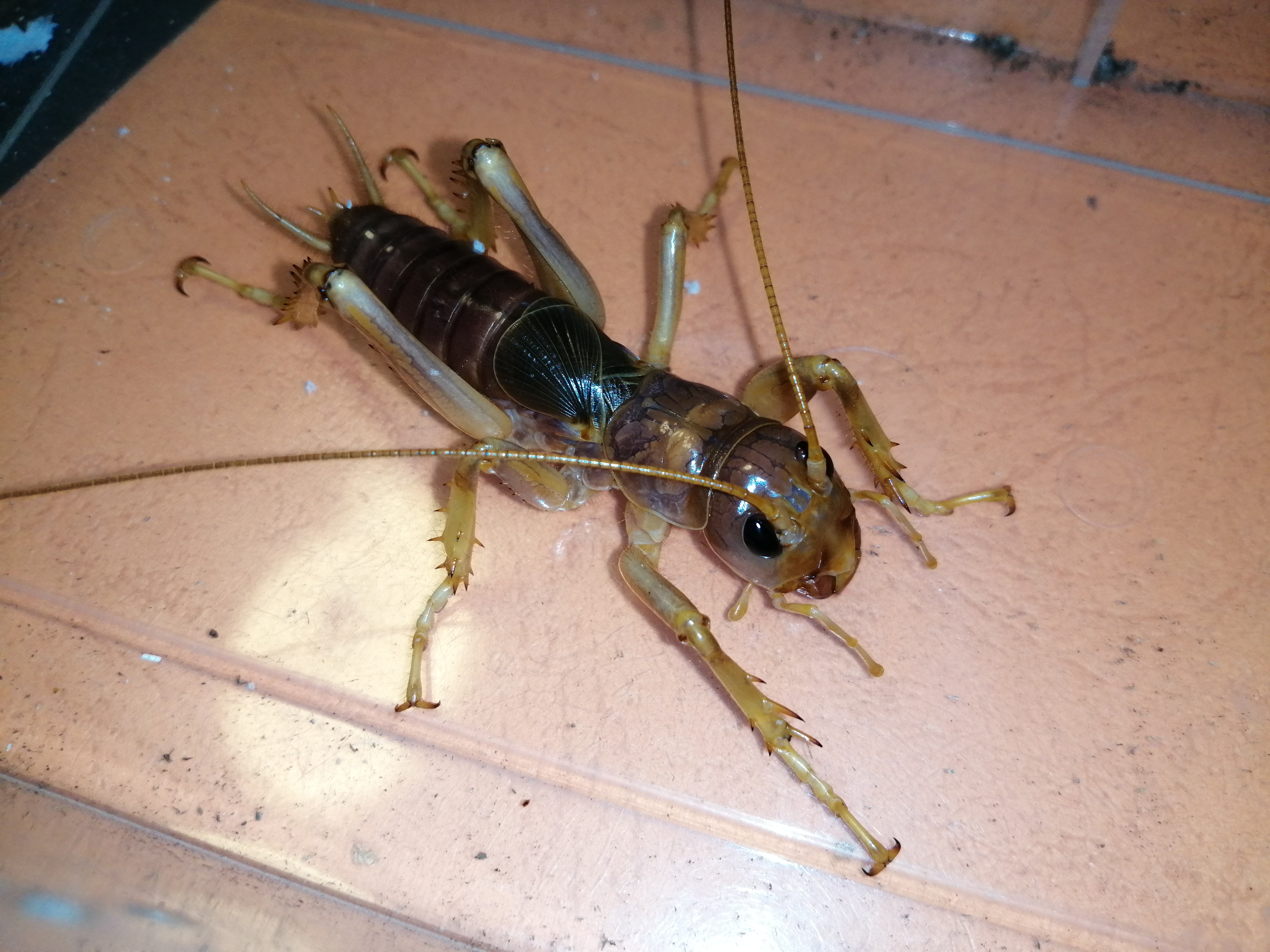 siaferox羽化记录