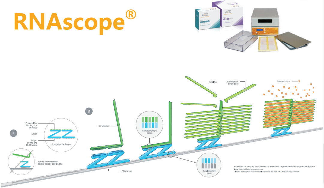 RNAscope 在神经元标志物鉴定中的应用 哔哩哔哩