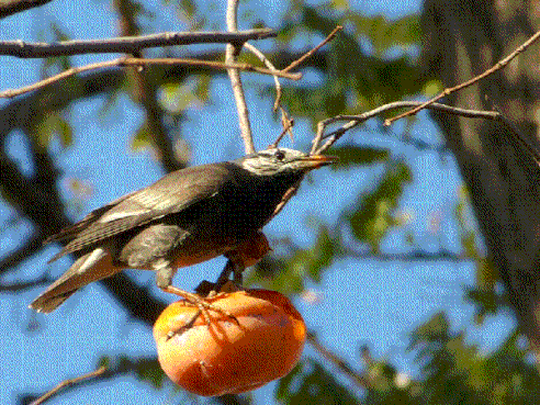 柿子含单宁,会与铁结合,妨碍铁在人体的吸收,所以有贫血的人也少吃