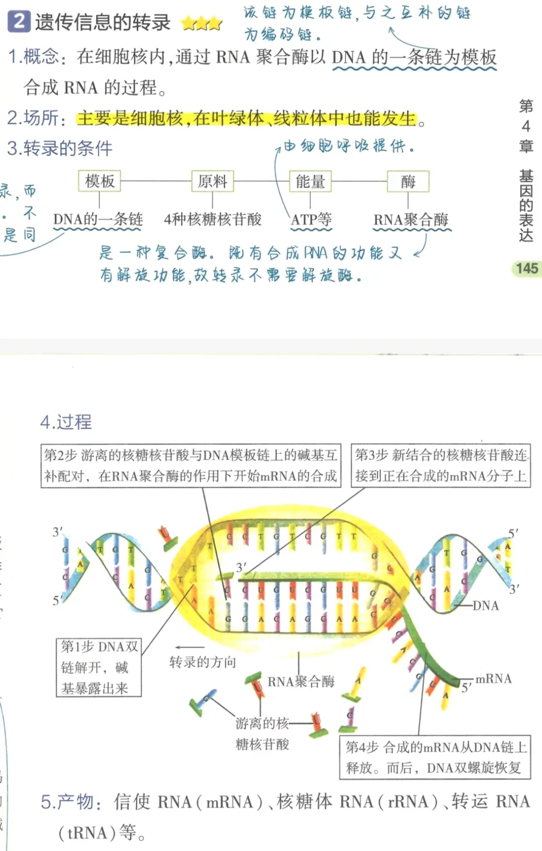 高中生物必修二 第四章 第1节 基因指导蛋白质的合成 - 哔哩哔哩