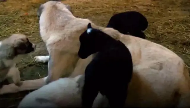 牧羊犬收养被遗弃羊羔 每日带在身边精心照料 当成亲生狗宝对待 哔哩哔哩