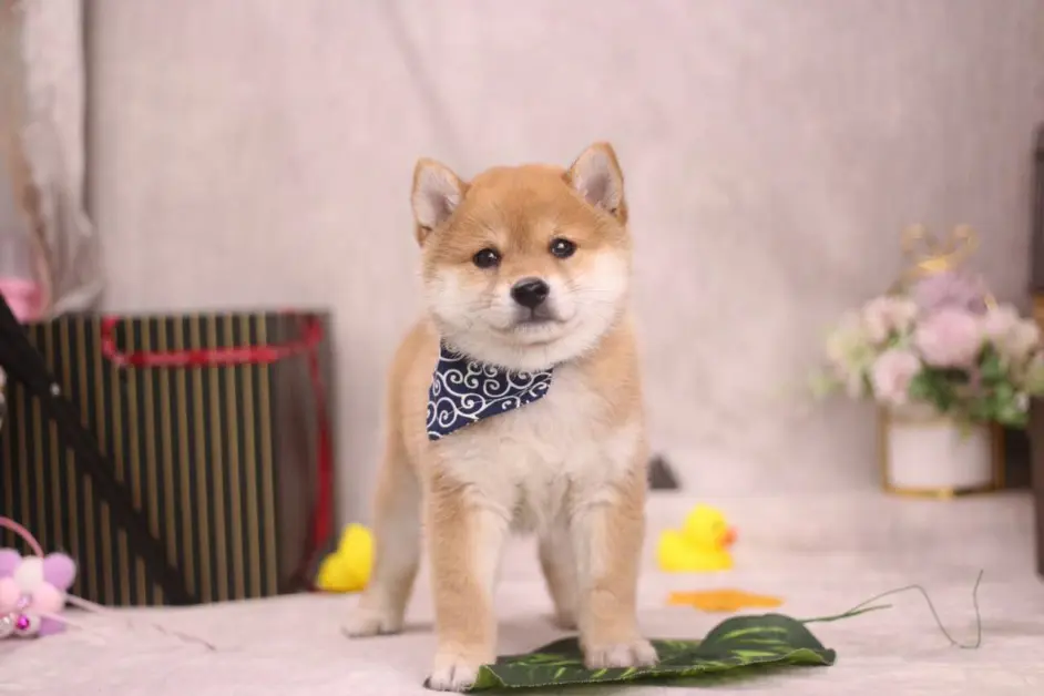 豆柴多少钱一只 为什么豆柴比标体柴价格高 哔哩哔哩