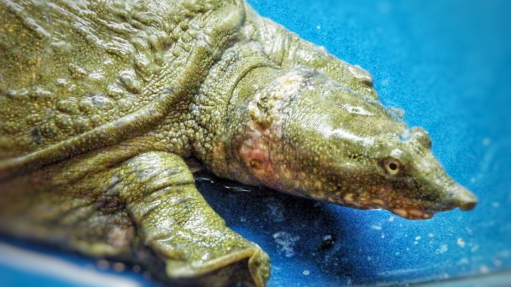 印度恒河的悲剧500万只甲鱼泛滥成灾为何白送中国都不要