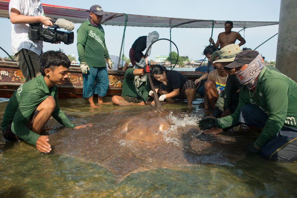 最核心的目的就是来给产自东南亚的淡水巨魟正名.