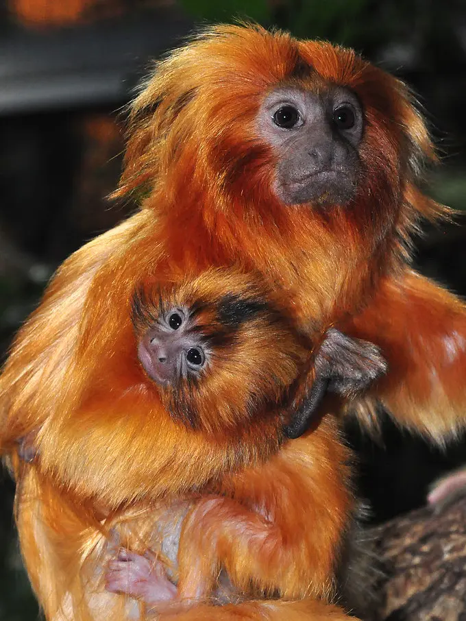 大家好我是谢逊转世金狮面狨