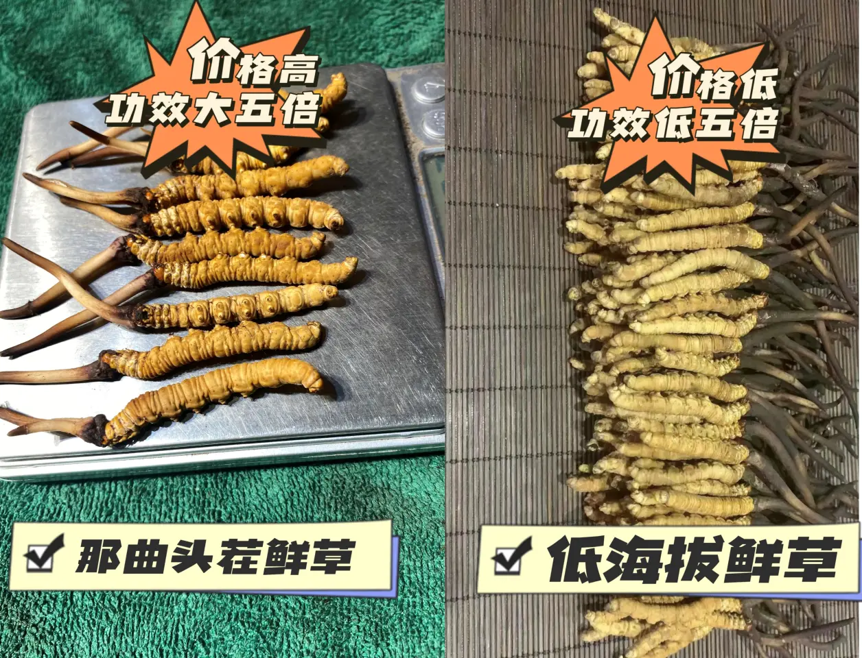 2022年新鲜虫草最新价格行情，那曲新鲜虫草价格多少钱一根、一斤