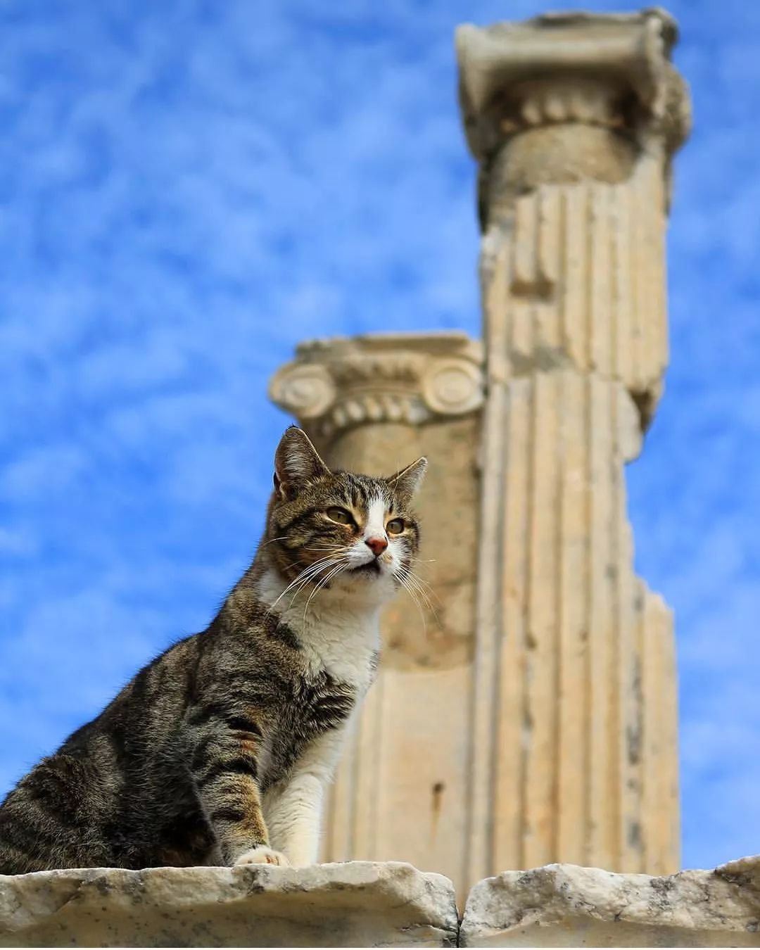 神圣的教堂旁像在守护着伊斯坦布尔的猫 图片来自@turkey_home