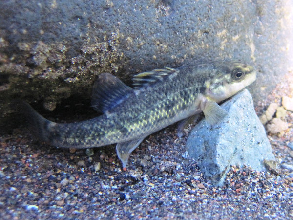 南半球的鲈鱼真鲈科物种总览