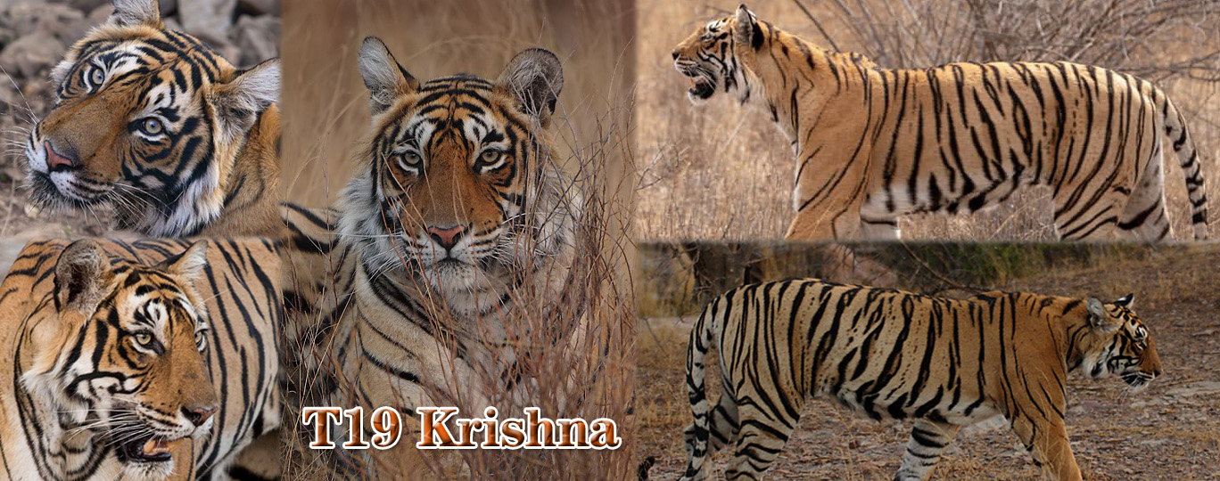 【伦腾堡】编号名虎五视图