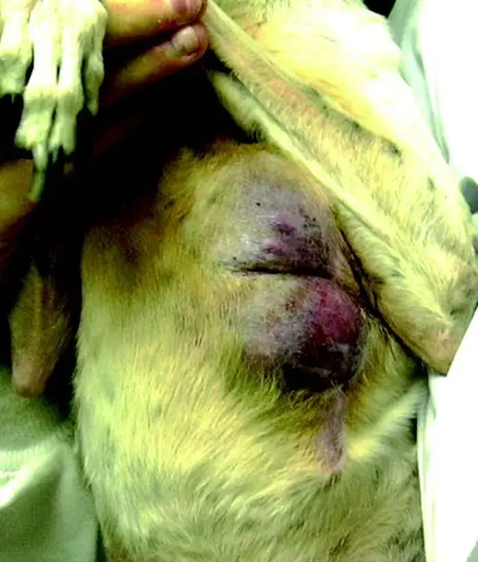 单纯的浅表皮肤血管肉瘤(hsa)的预后比内脏型hsa好.