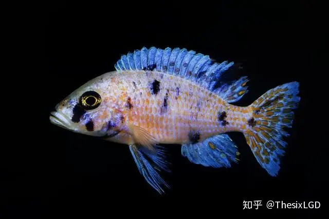 关于慈鲷鱼繁殖以及鱼苗饲养的一些闲话 哔哩哔哩