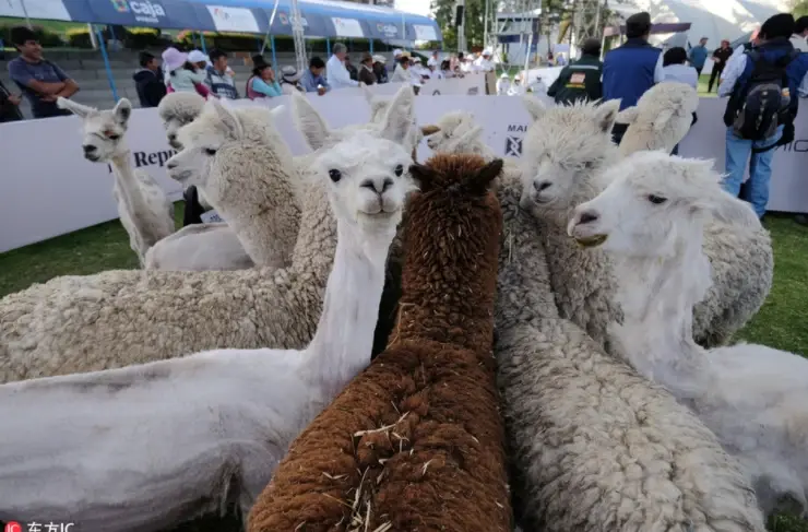 不容错过 专业代理秘鲁濒危羊驼毛进口清关手续和流程 - 哔哩哔哩