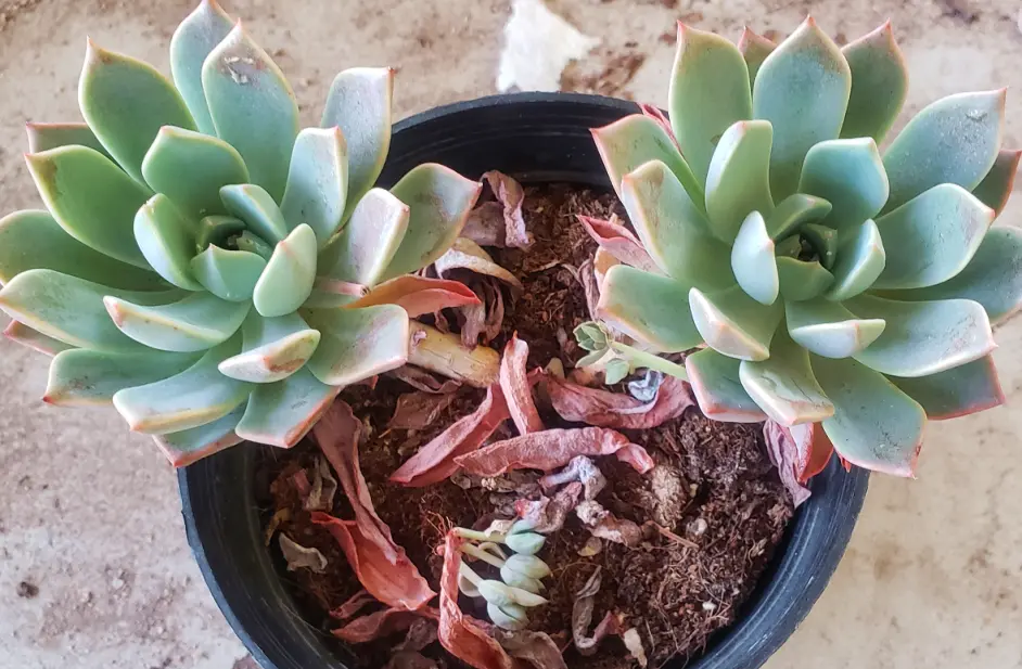 多肉徒长成 纯绿色 学会这2招弥补 徒长也能变老桩 哔哩哔哩