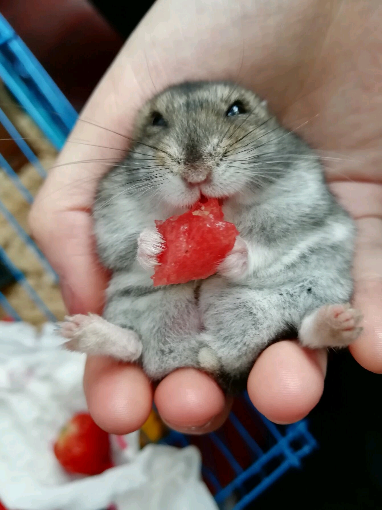 养仓鼠前的需知!