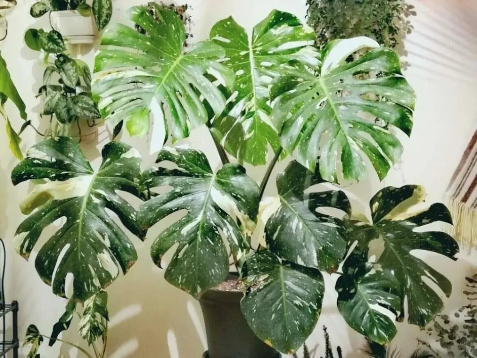 解决龟背竹叶子发黑和烂根有两点要注意 繁殖简单 别再养死它了 哔哩哔哩