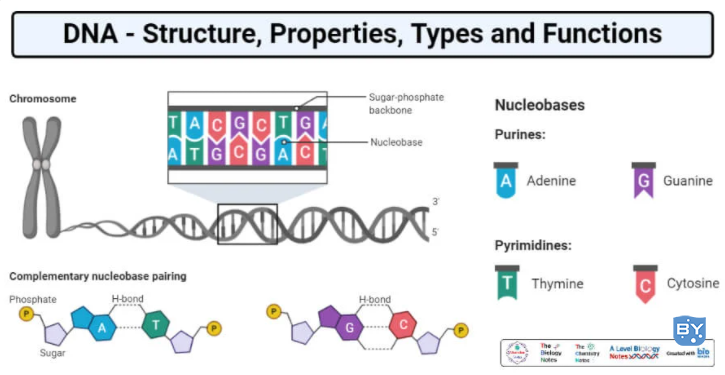 DNA的详细结构和组成(DNA-结构、性质、类型、形式、功能) - 哔哩哔哩