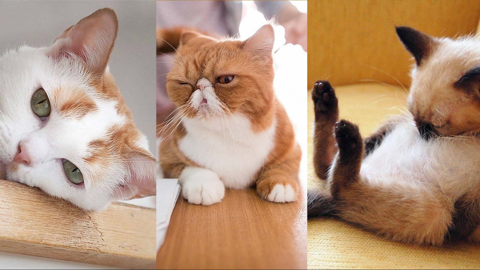 【板绘】猫咪各类姿势绘画教程 - 哔哩哔哩