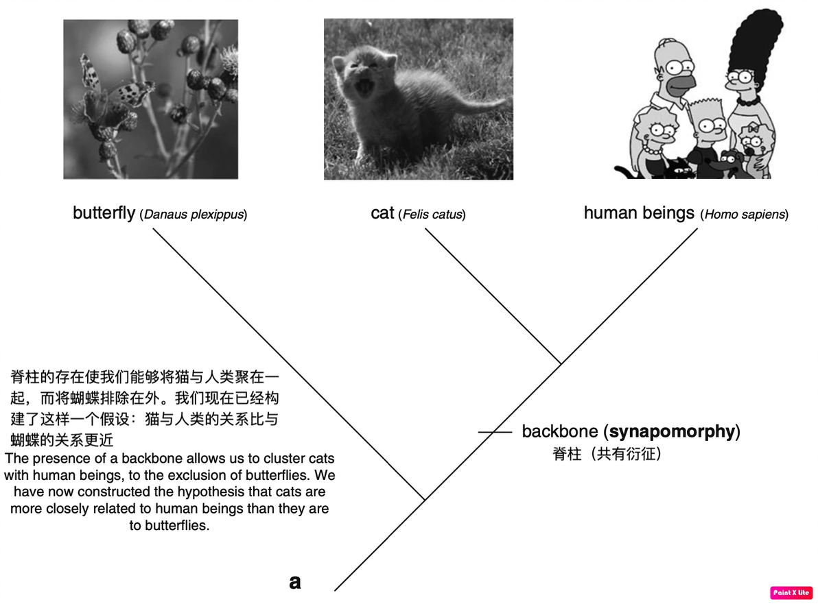 如何读懂系统发生树？ - 哔哩哔哩