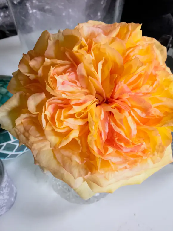 搬运 月季 19 法国国家园艺协会月季类大赏结果 哔哩哔哩