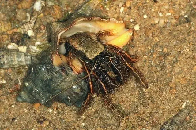 快过年了说一说我喜欢的节肢动物2甲壳亚门