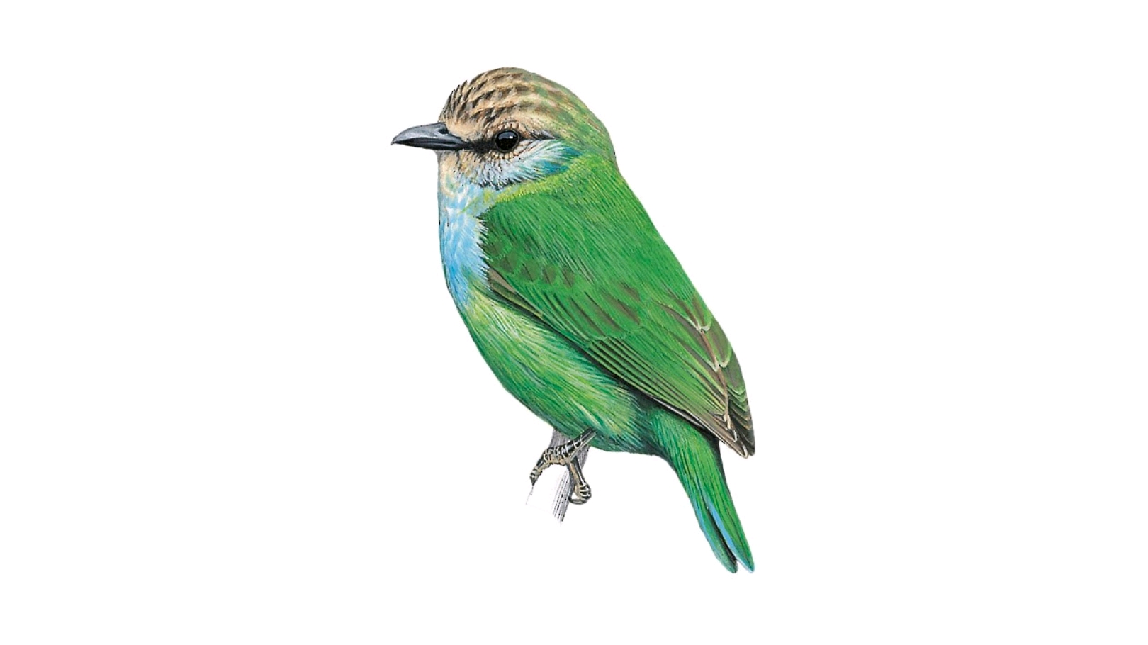 世界鸟类图鉴阔嘴鸟总科(I) 哔哩哔哩