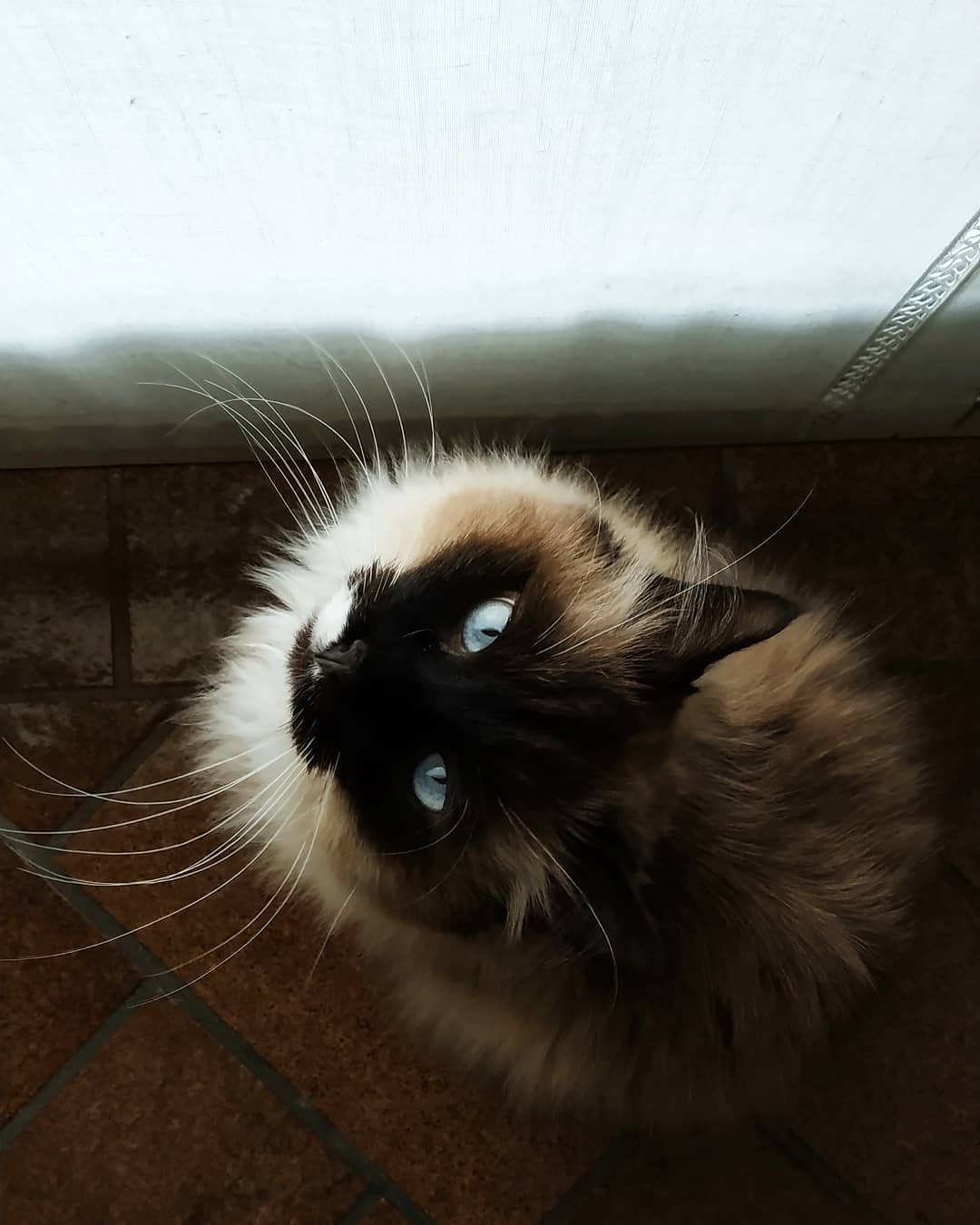 猫咪不听话打一顿就好了?猫不是人,就算教育也