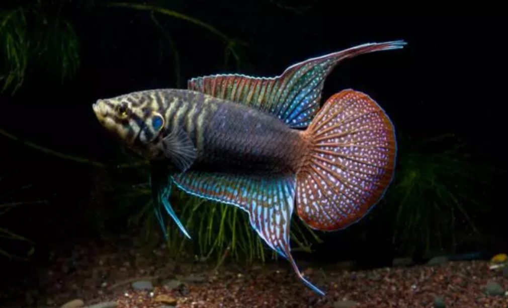 中国斗鱼鉴赏评级标准 之 圆尾斗鱼