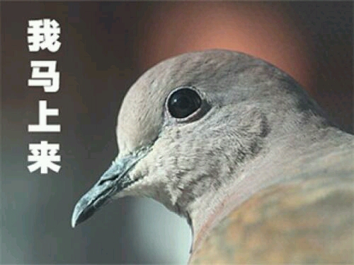 【科普】鸽子?咕咕咕?到底什么意思,只是up主