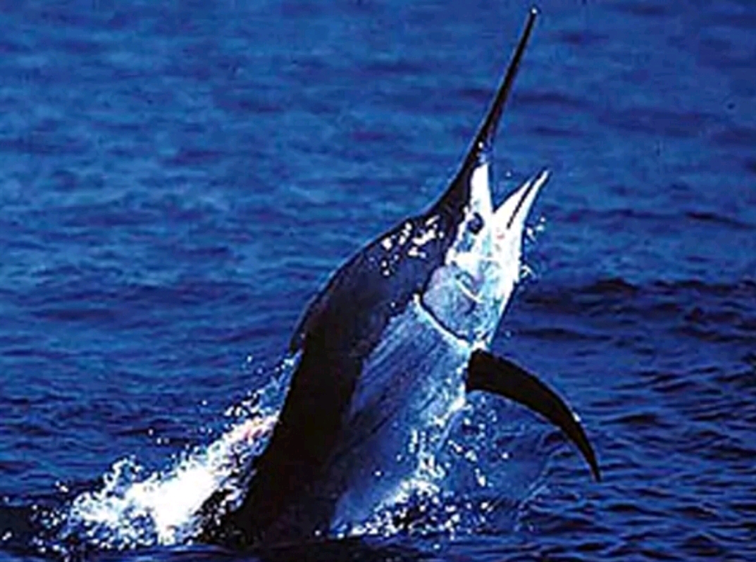 游得最快的鱼(旗鱼是在世界上游得最快的鱼)-风水人