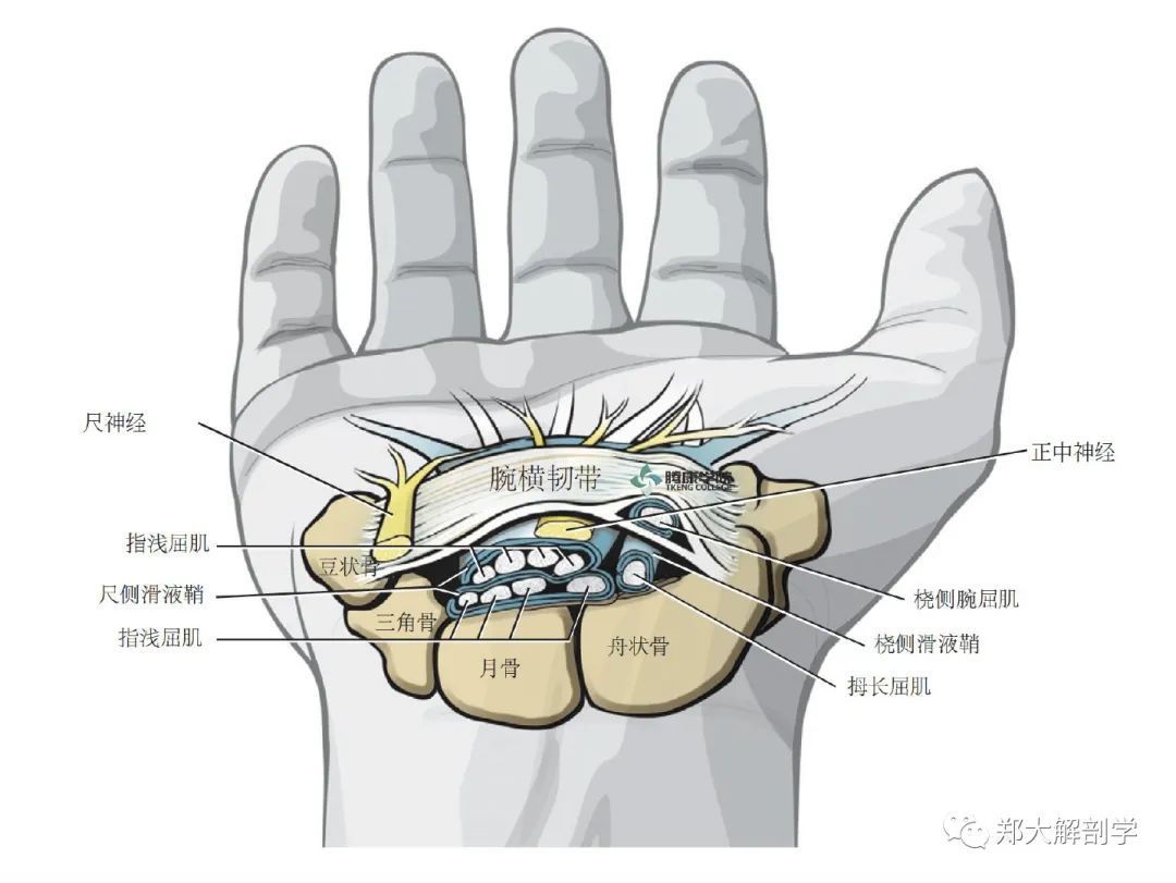 图6-34 手掌动脉和神经-手外科解剖学图鉴-医学