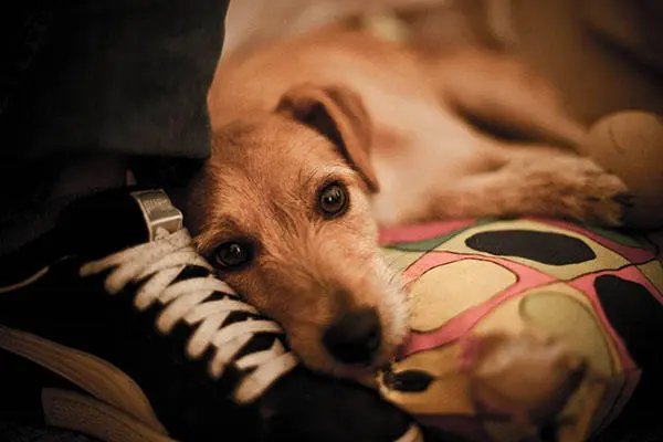 狗狗粘人很可爱 很可能是患有分离焦虑症 作为铲屎官的你了解吗 哔哩哔哩