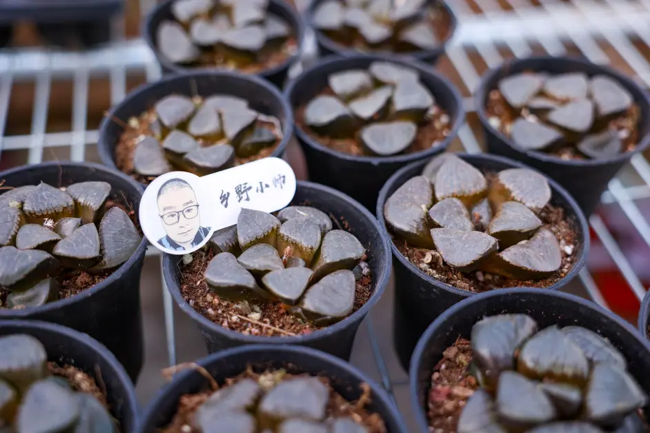 日月潭多肉这样养护 不塌窗 又肥又亮 肉质感强 哔哩哔哩