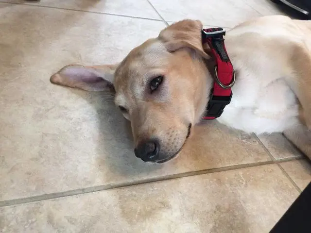 狗狗玻璃胃 乱吃东西立刻就呕吐拉肚子 大多数是主人错误喂食 哔哩哔哩