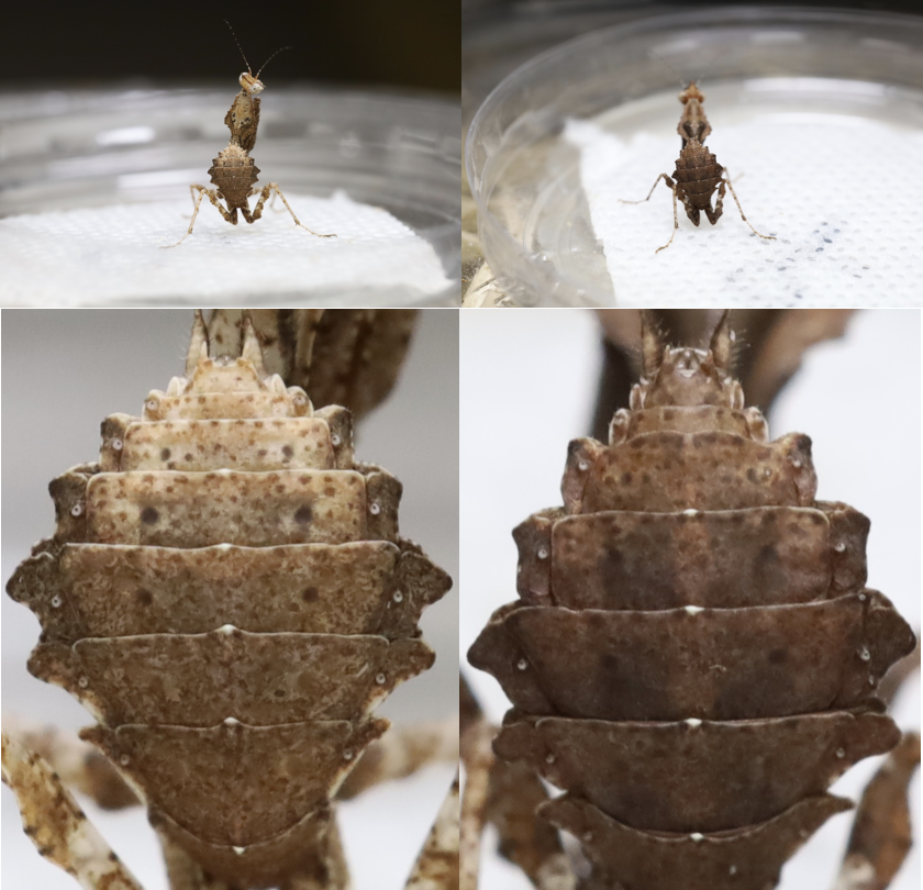 螳螂怎么分公母图片图片