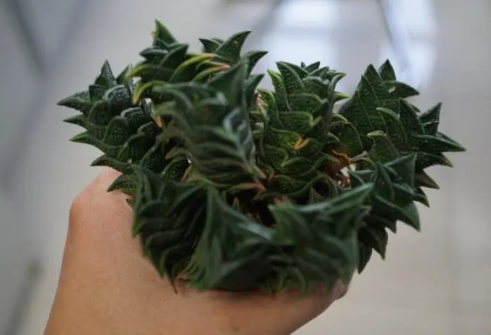 多肉叶片突然变黄 植物病害我来教你如何解决 哔哩哔哩