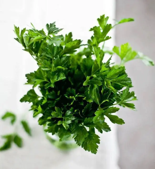 关于欧芹 鼠尾草 迷迭香和百里香 哔哩哔哩