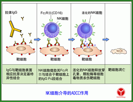 免疫生物学抗原抗体总结