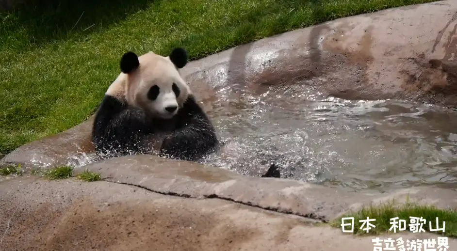 白滨冒险大世界的大熊猫 哔哩哔哩 白滨冒险大世界的大熊猫 哔哩哔哩