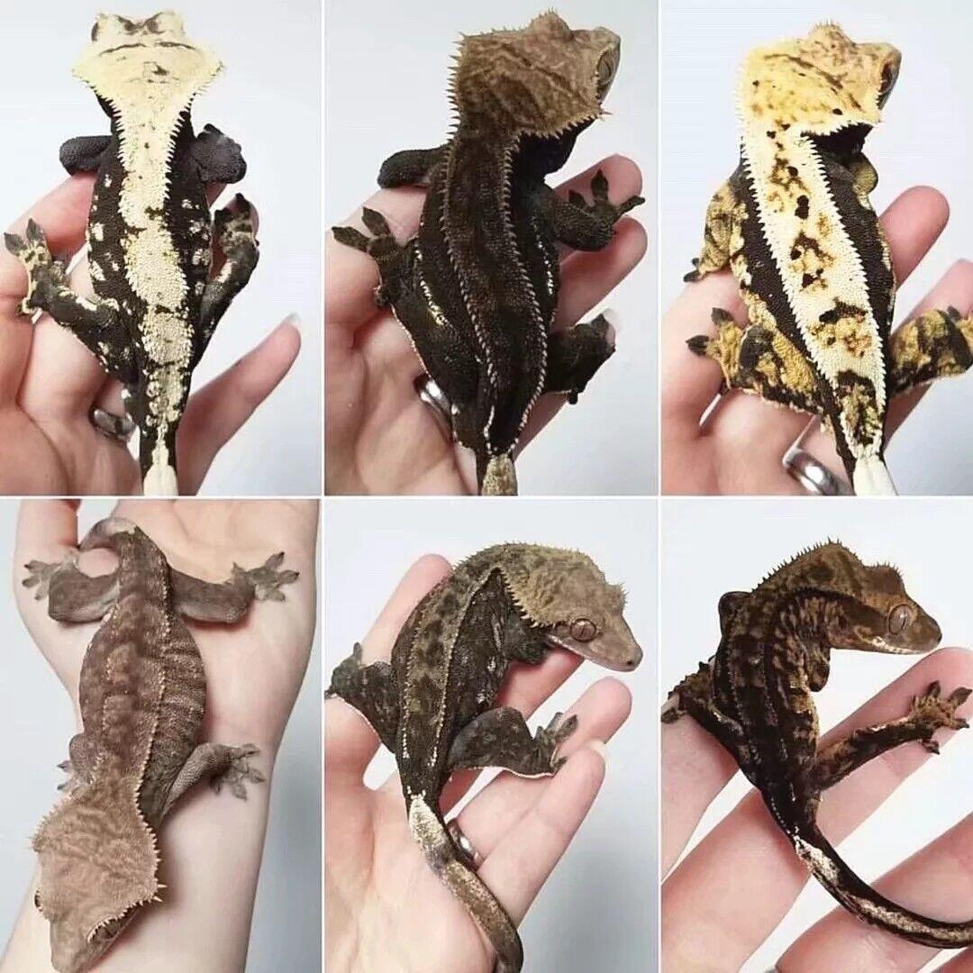 【睫毛精】纤毛多趾虎属Correlophus-睫角守宫品系&基因图鉴大全(上) - 哔哩哔哩
