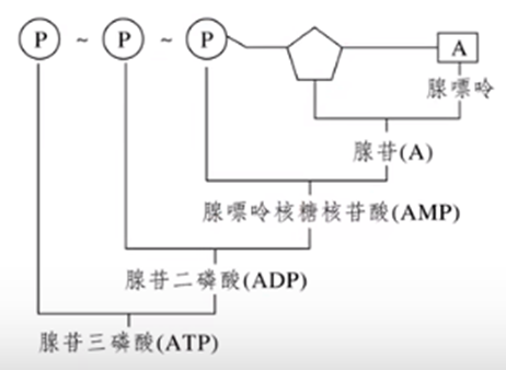 【高中生物】细胞能量供应和利用（二）ATP（ATP结构、ATP与ADP的相互转换）学渣笔记y - 哔哩哔哩