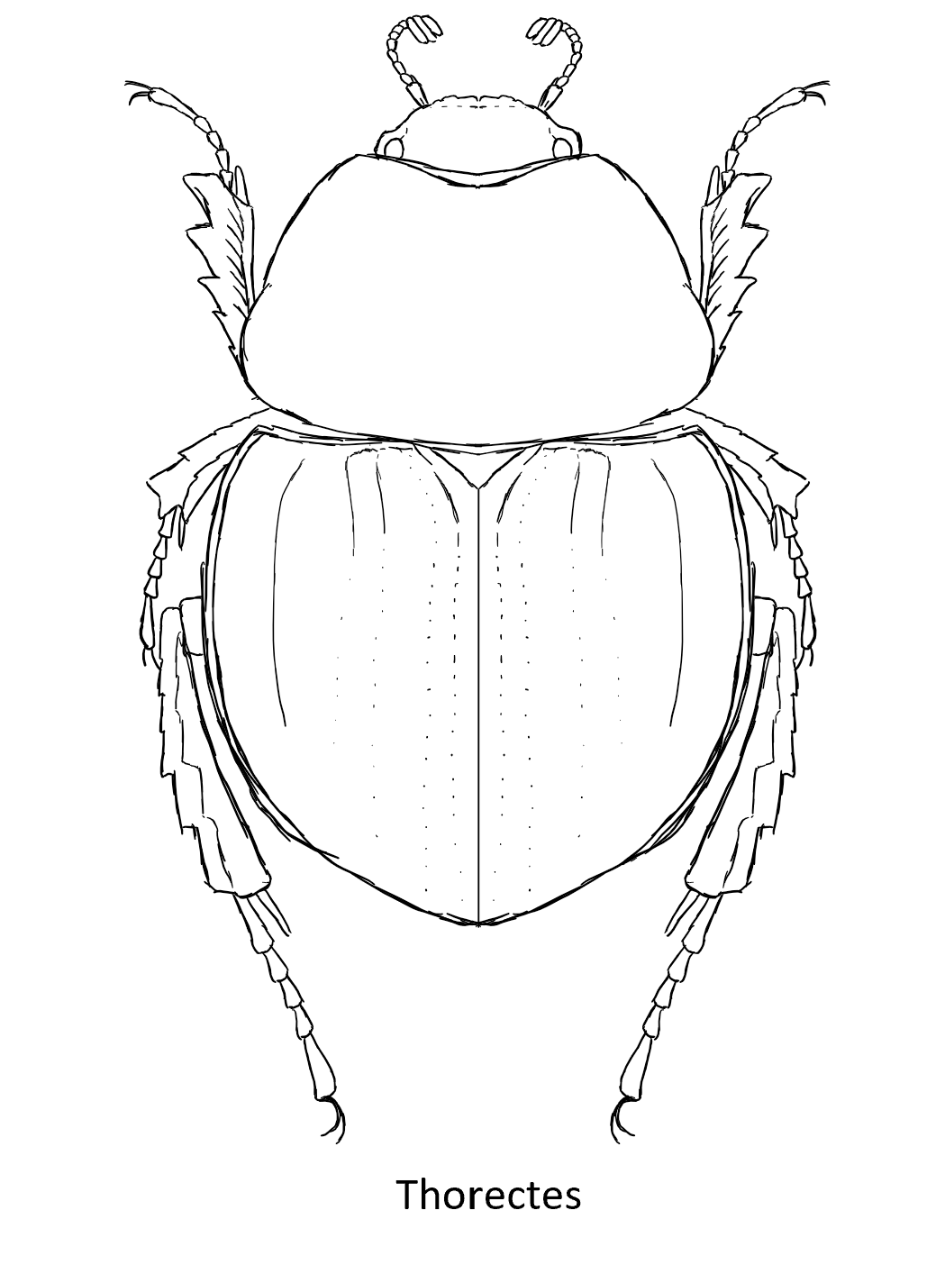 盔球角粪金龟的简笔画图片