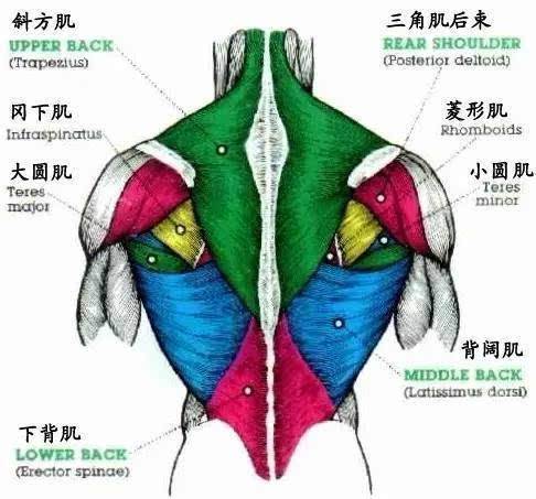 經典動作繩索麵拉了解一下練背還是練三角肌