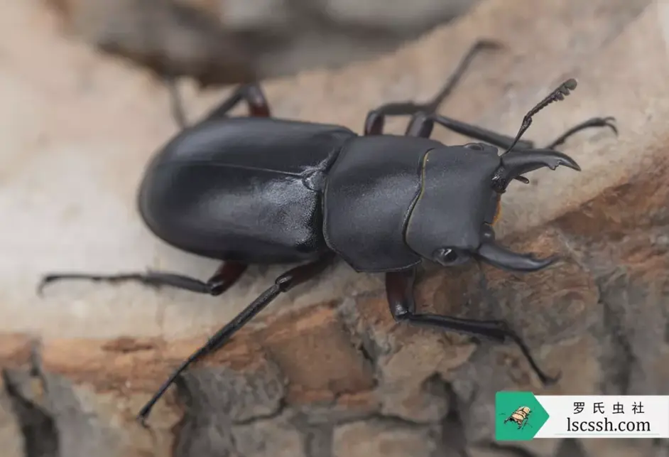 虫季一睹天目山锹甲风采中篇小刀锹和刀锹属 哔哩哔哩