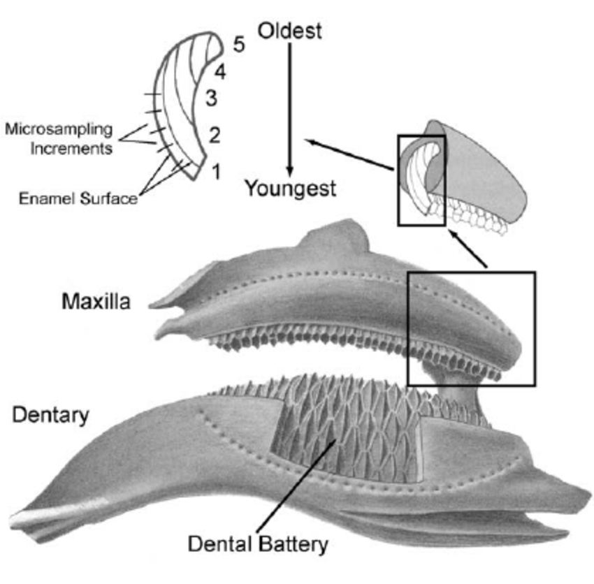 【牙齿与演化】鸟类为什么没有牙齿？人为什么会长智齿？如何通过牙齿判断马的年龄？ 哔哩哔哩