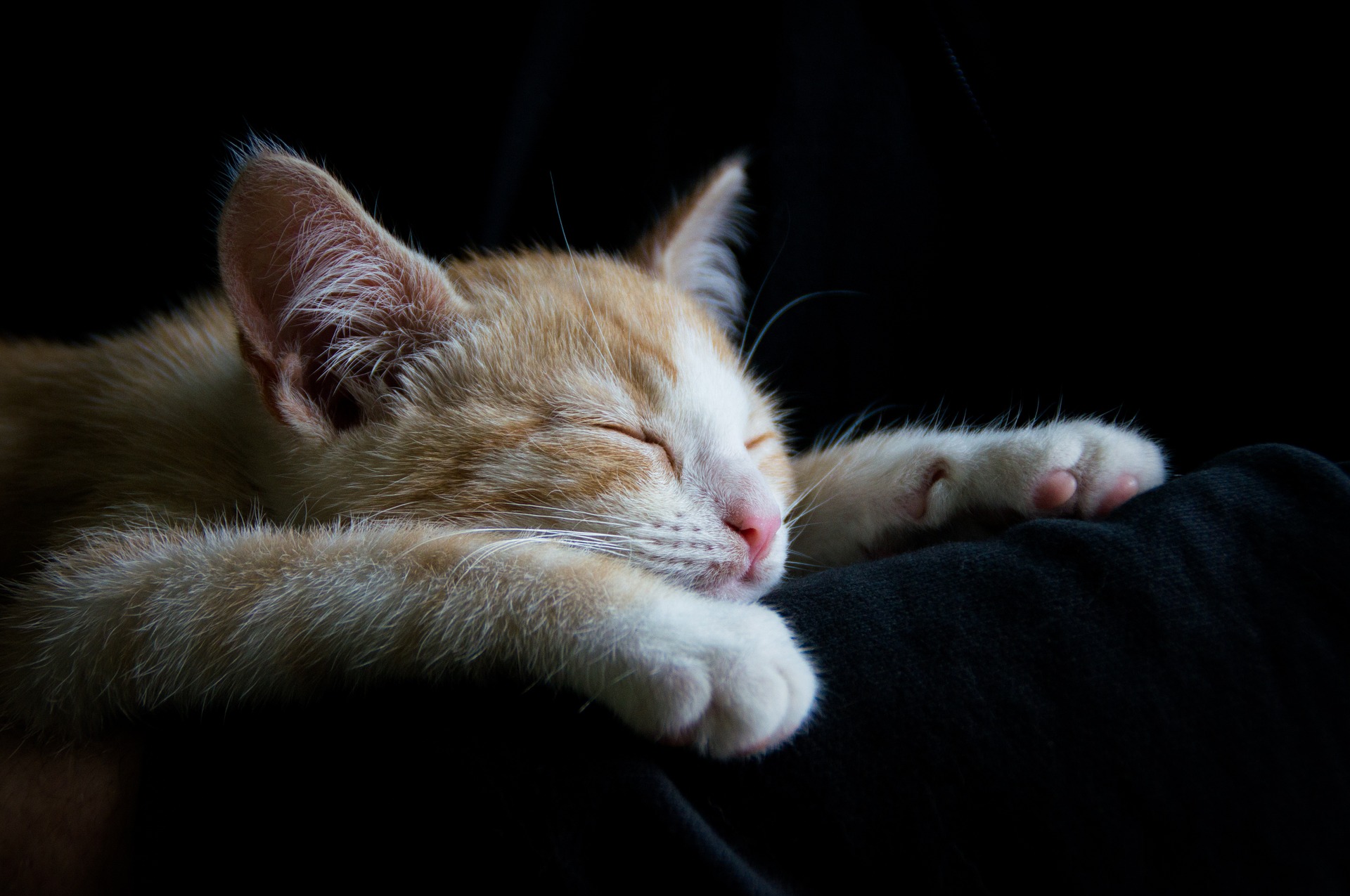 为什么猫咪总是睡觉?关于猫咪睡觉的5个有趣的小知识