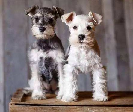 常见宠物狗大全:品种,简介,价格